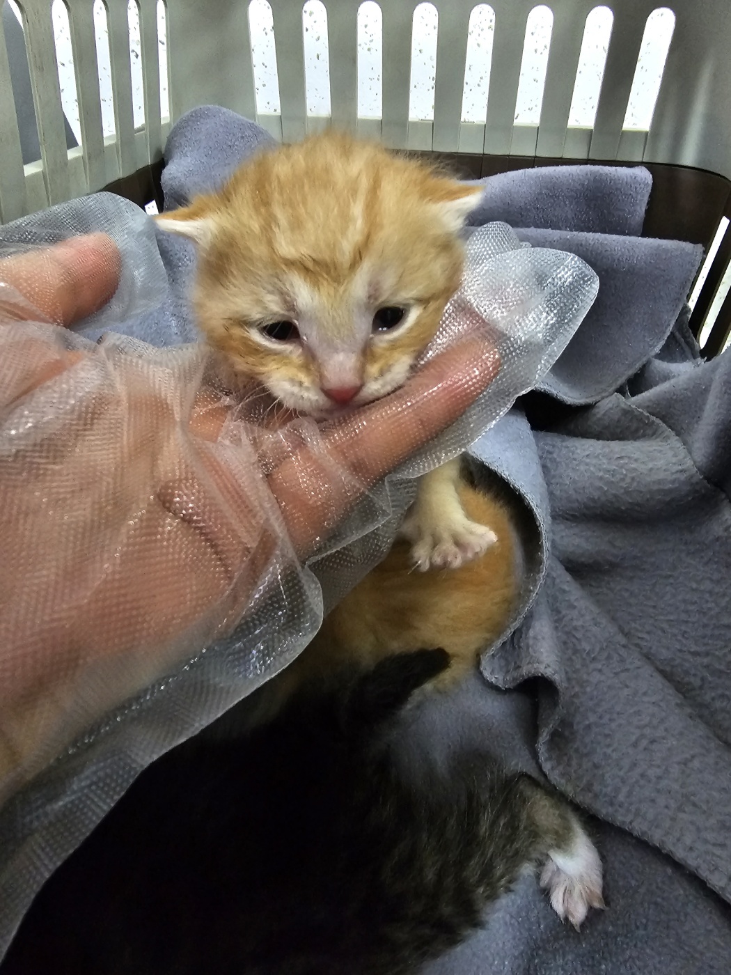 강릉시 동물사랑센터_442420202300158
