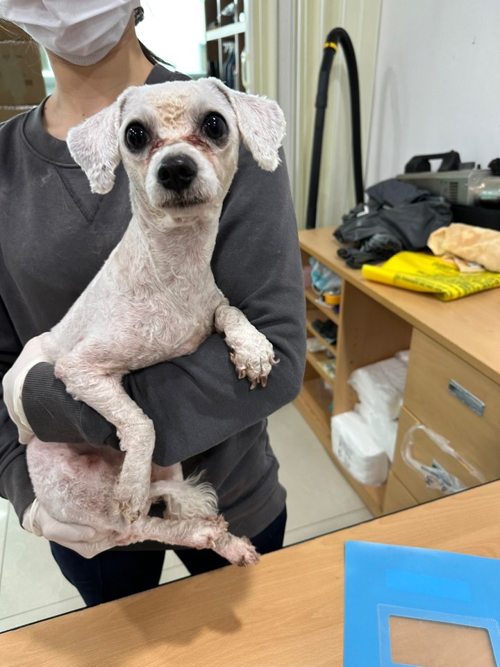 보호중 푸들의 가족…