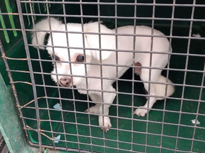마산유기동물보호소_448528202300552