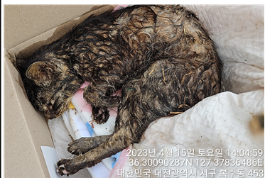 대전동물보호센터_430366202300171