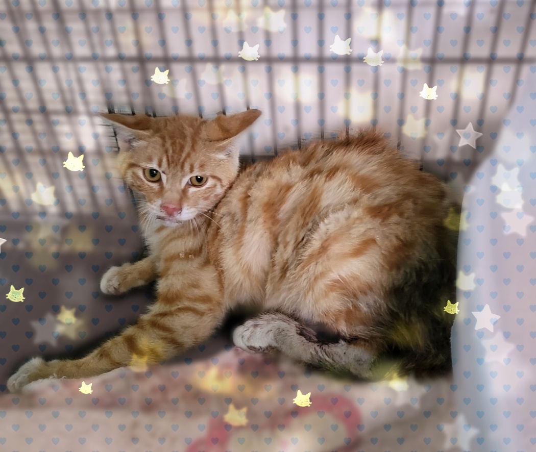 군산유기동물보호센터_445467202300561