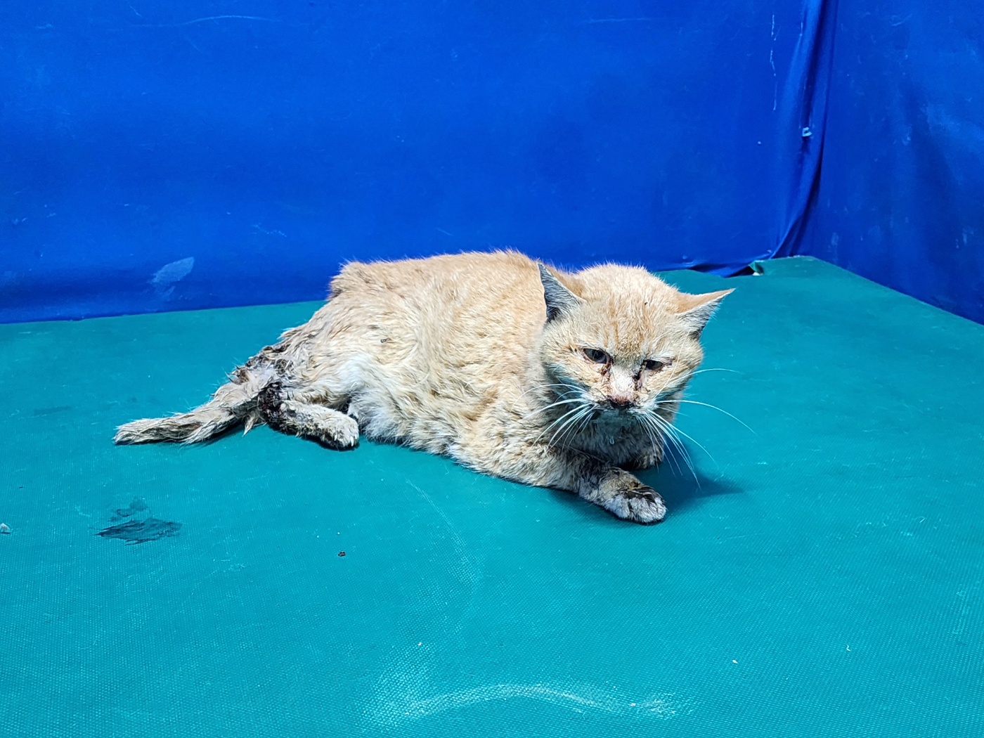 경산시유기동물보호소_447513202300216