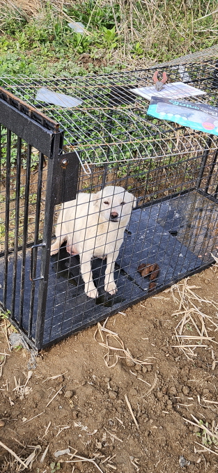 익산유기동물보호소_445468202300773