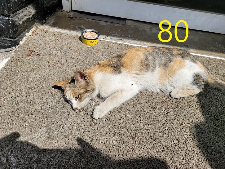 신영재동물병원_428355202300121