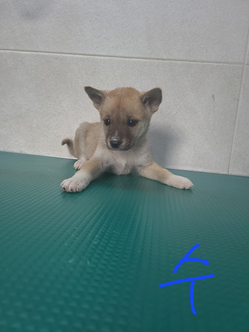 옥천동물병원_443443202300181