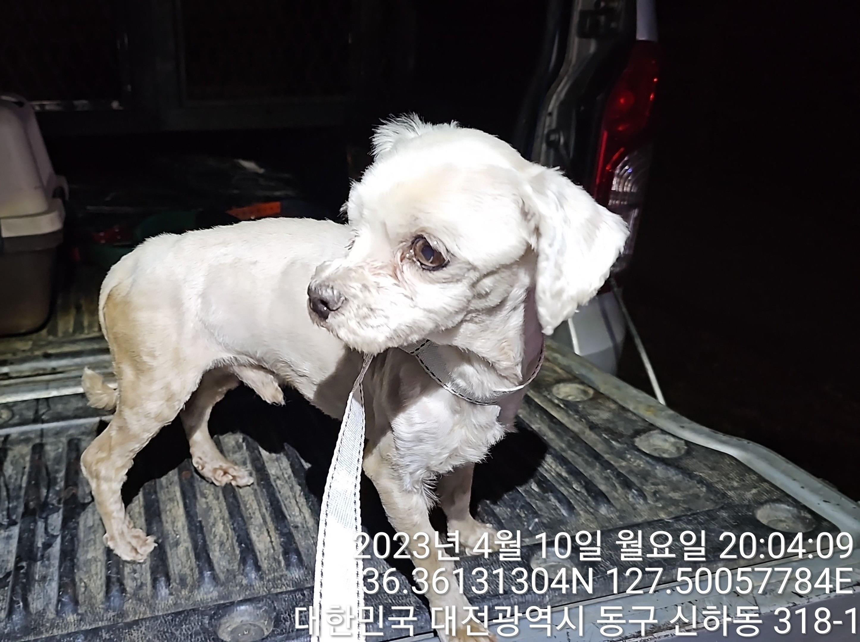 대전동물보호센터_430364202300109