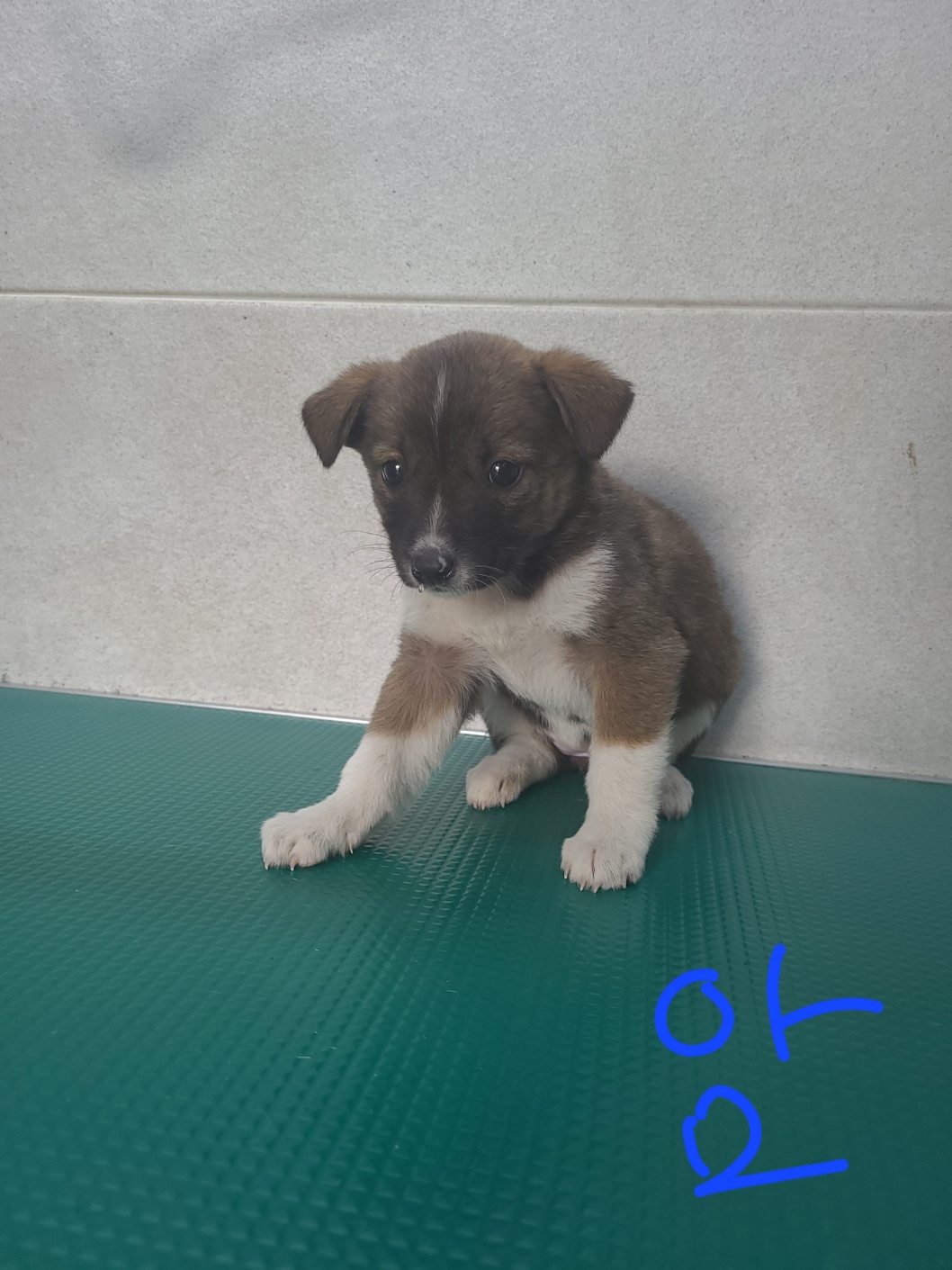 옥천동물병원_443443202300178