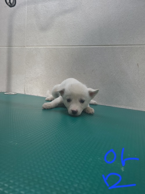 옥천동물병원_443443202300177