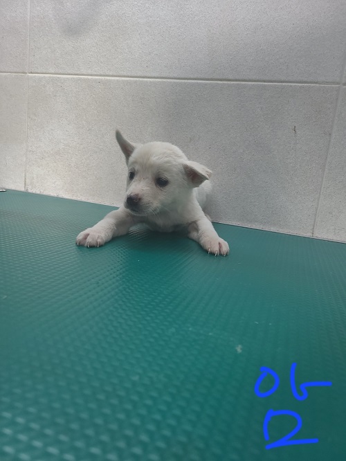 옥천동물병원_443443202300176