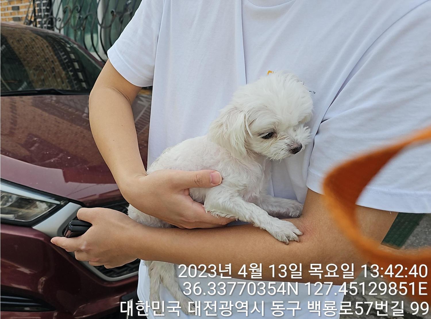 대전동물보호센터_430364202300112