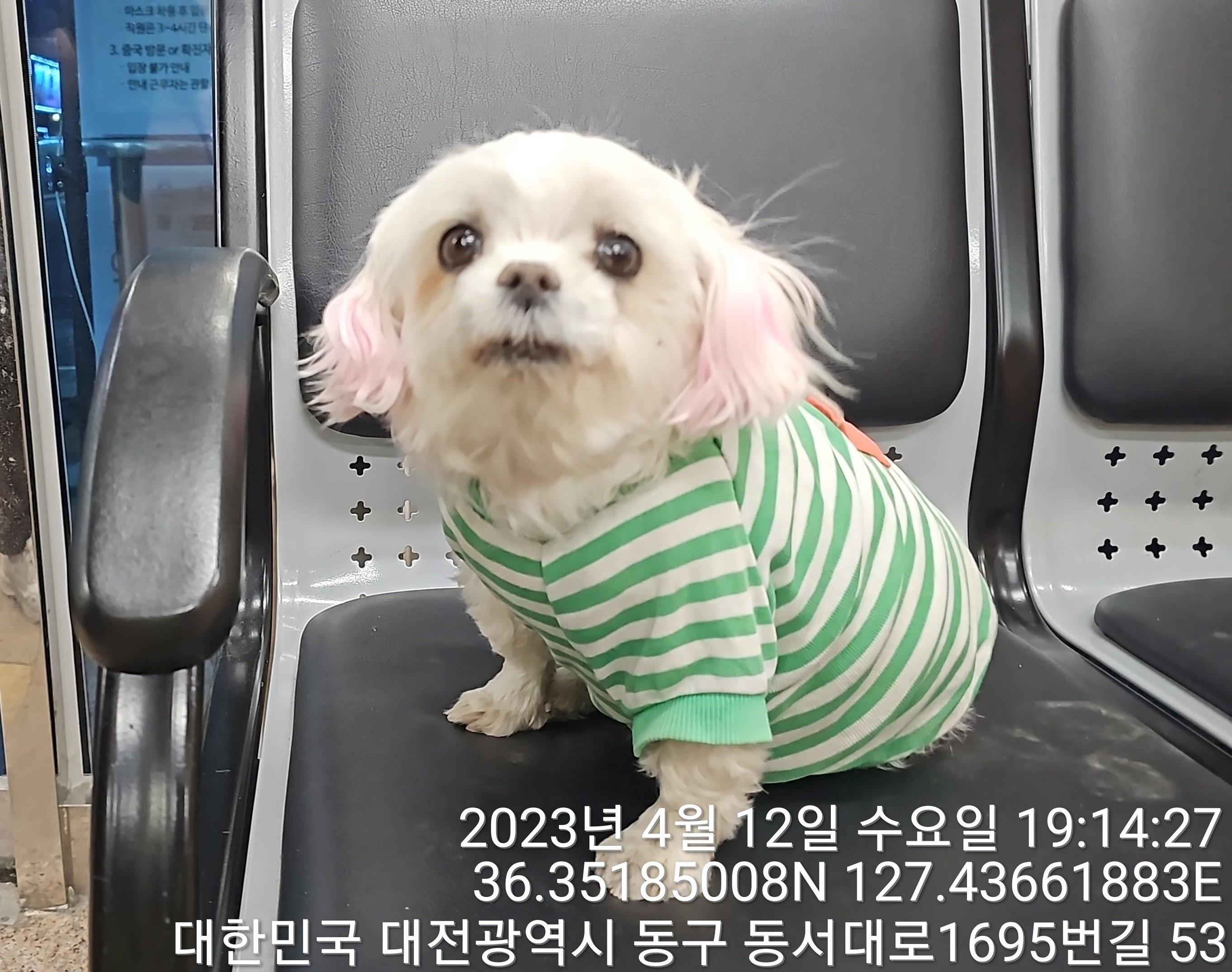 종료(반환) 말티즈…