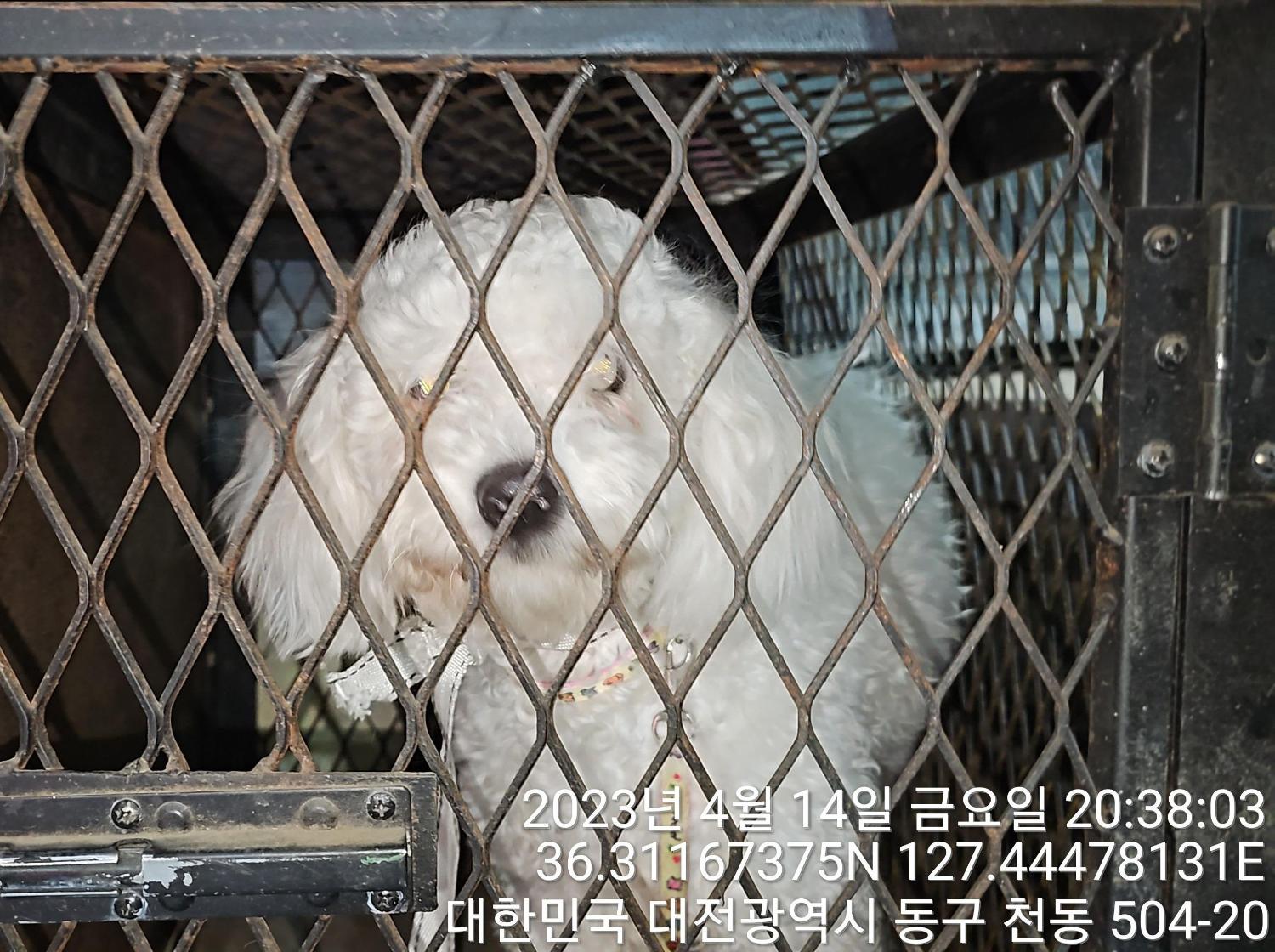 대전동물보호센터_430364202300115