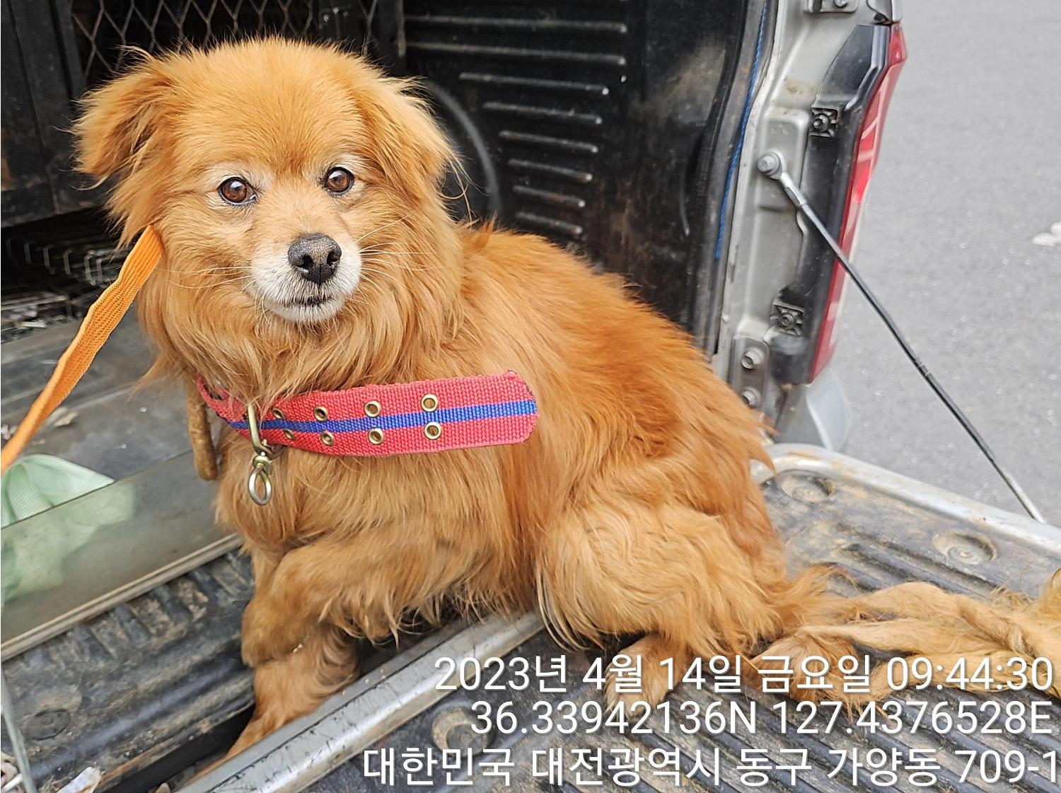 대전동물보호센터_430364202300114
