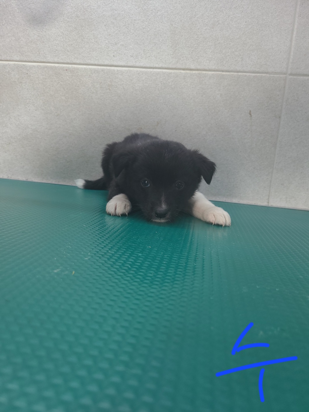 옥천동물병원_443443202300179