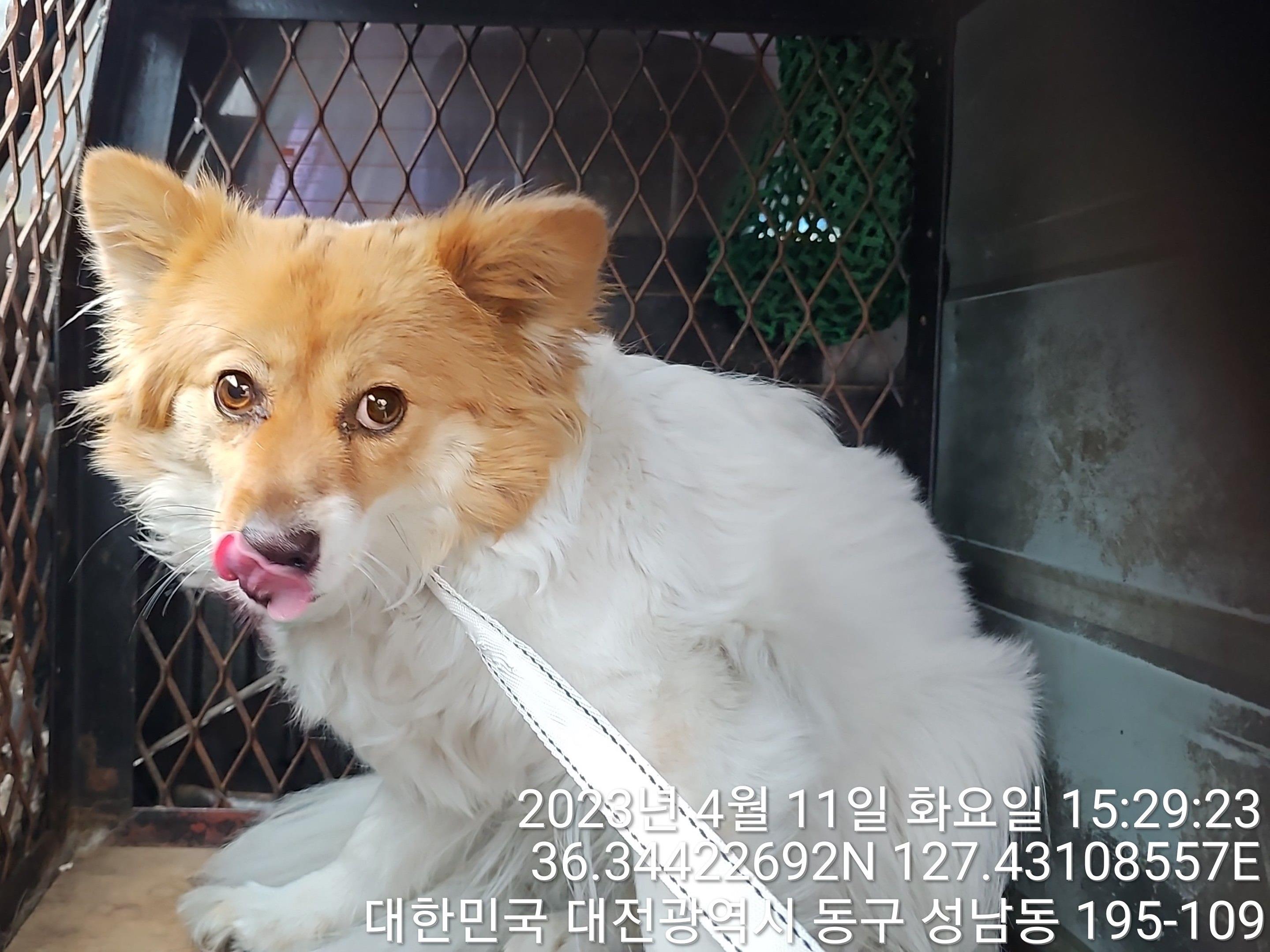 보호중 믹스견의 가…