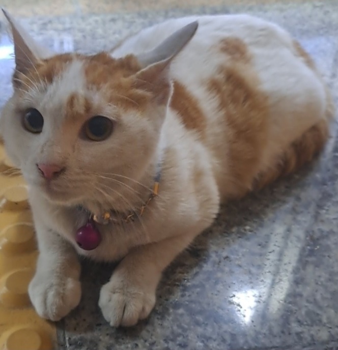 수원시 동물보호센터_441374202300286