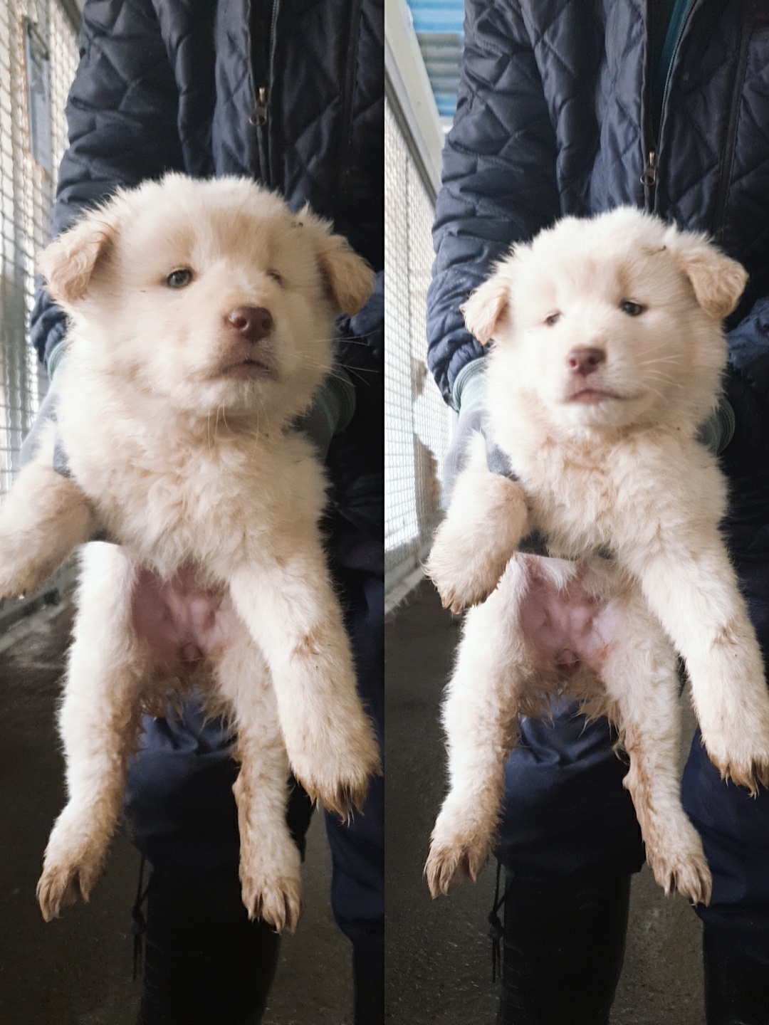 남양동물보호센터_441553202301044