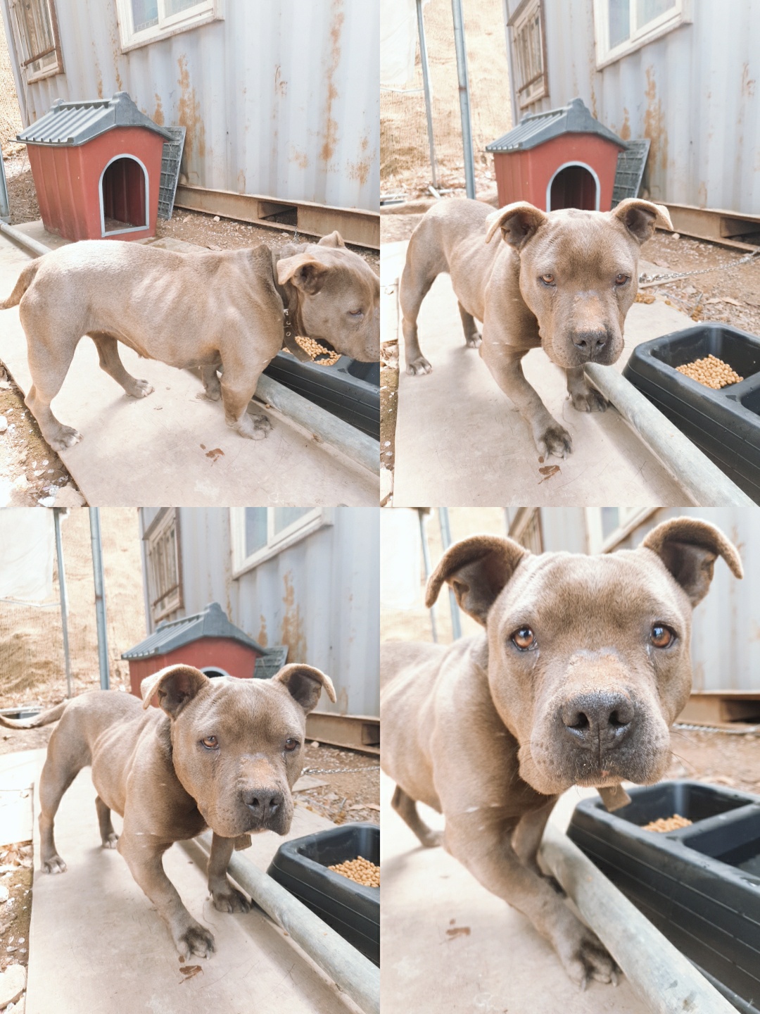 남양동물보호센터_441553202301051