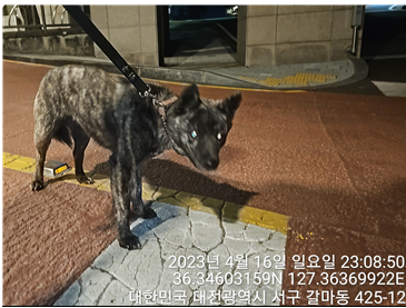 대전동물보호센터_430366202300173