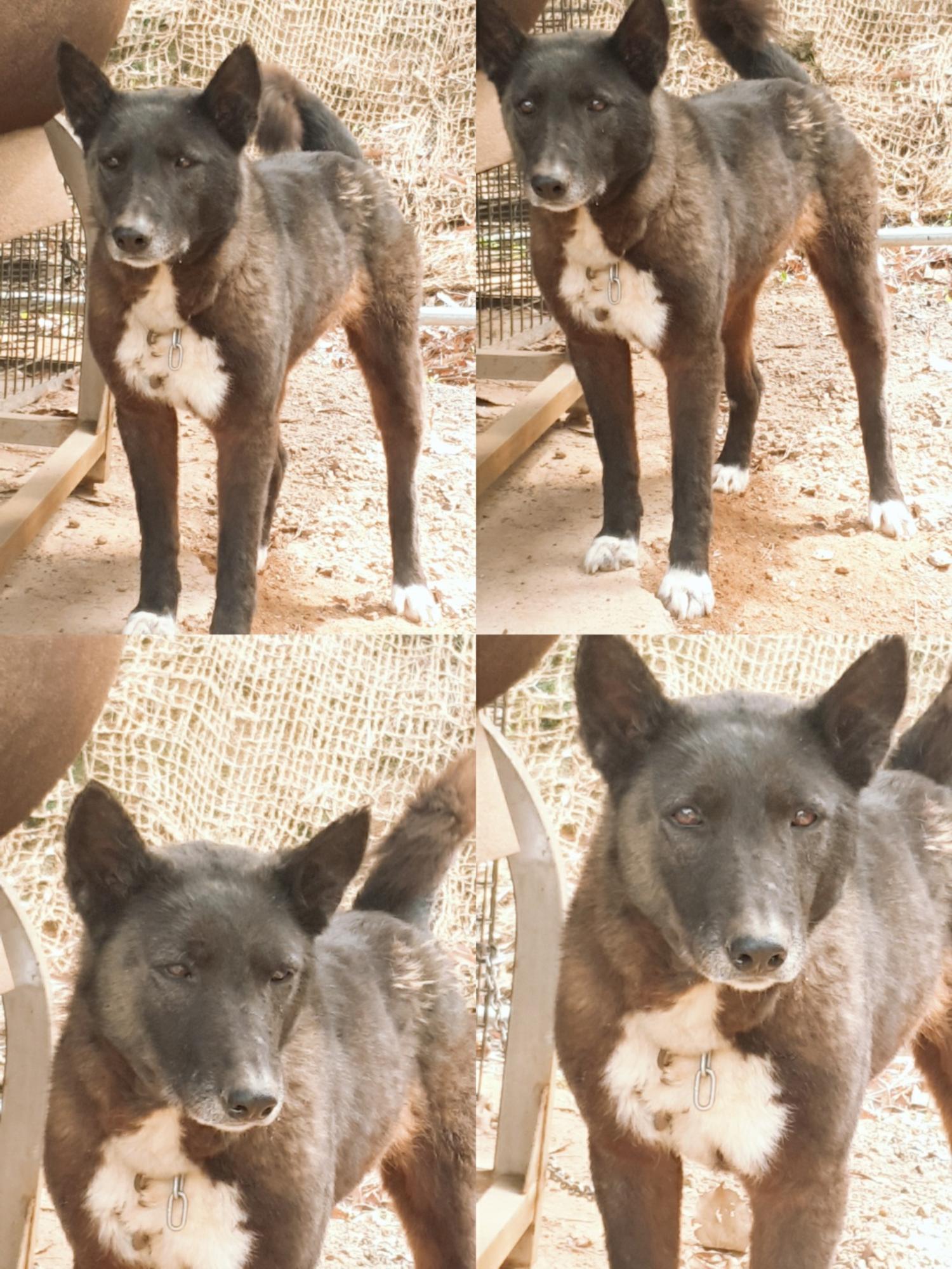 남양동물보호센터_441553202301052