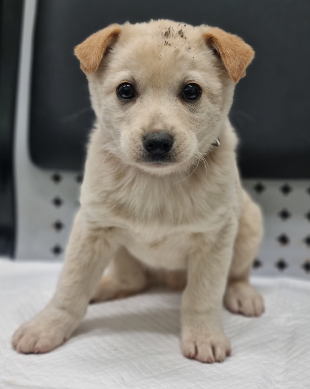 용인시 동물보호센터_441405202301040