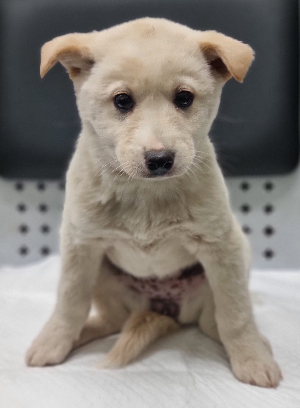 용인시 동물보호센터_441405202301039