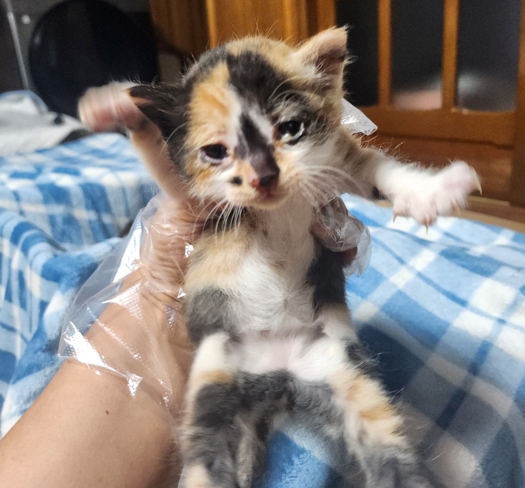 울산유기동물보호센터_431369202300227