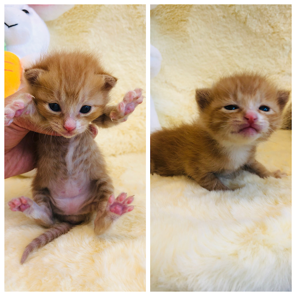 경주동물사랑보호센터_447505202300348