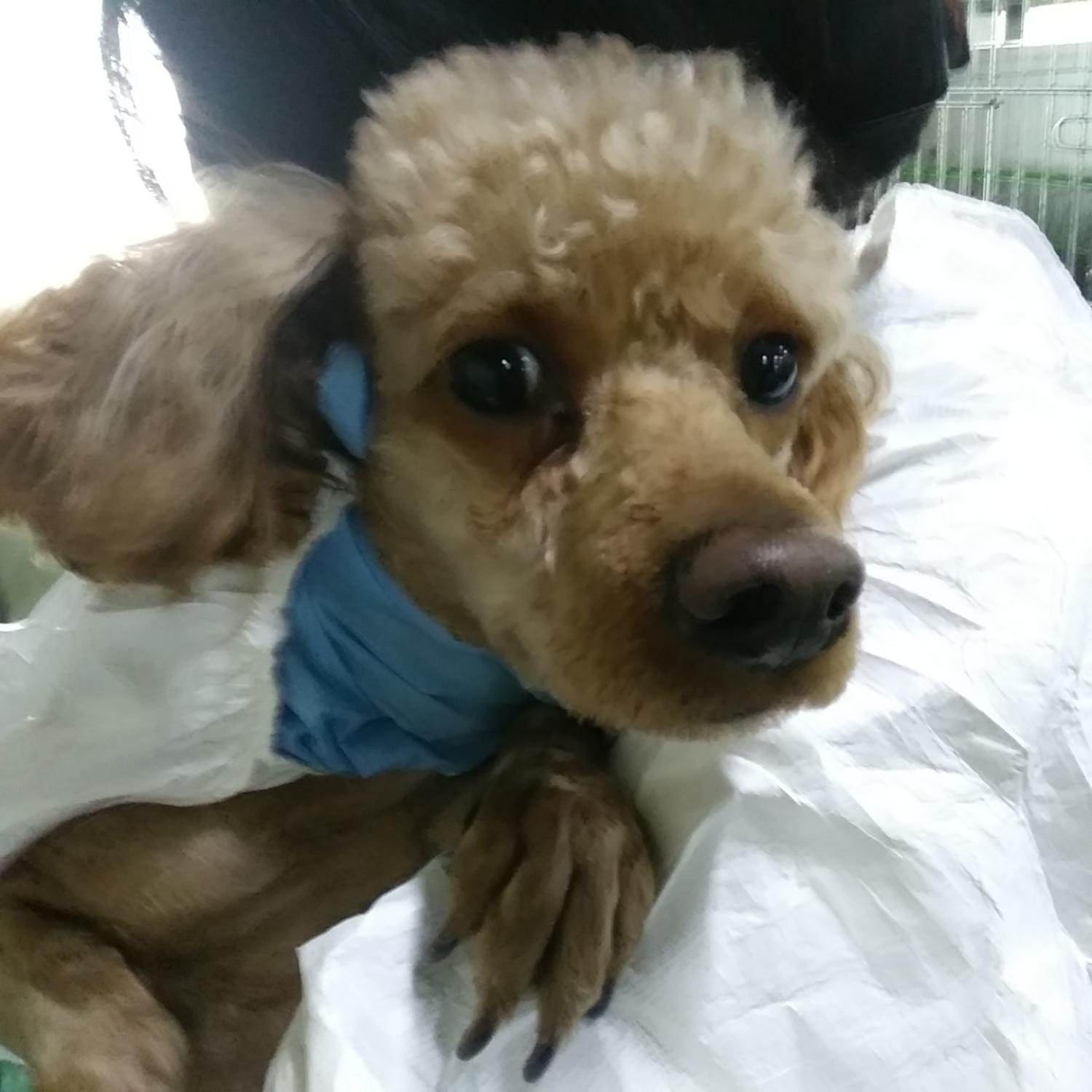 인천광역시수의사회_428352202300134