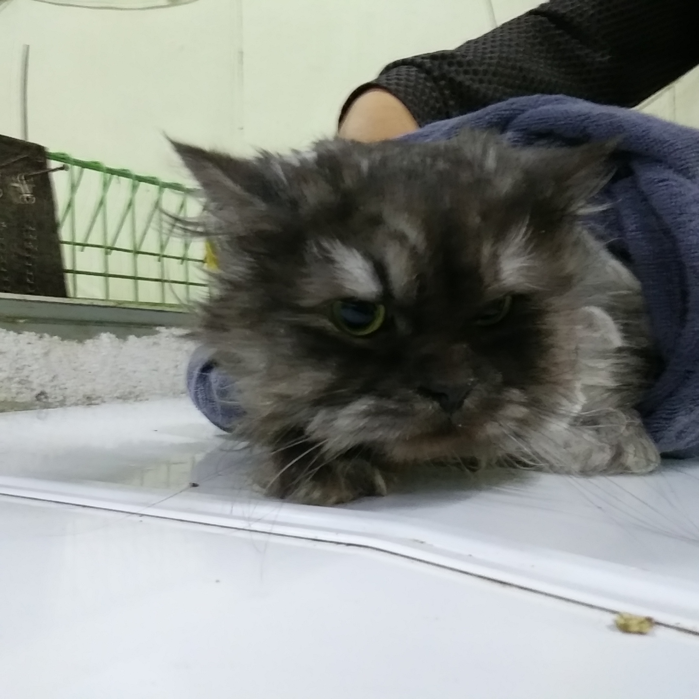 인천광역시수의사회_428351202300293