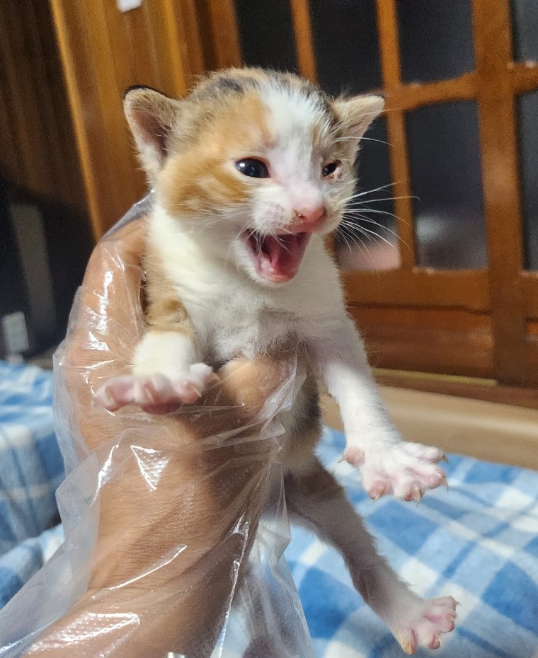 울산유기동물보호센터_431369202300229