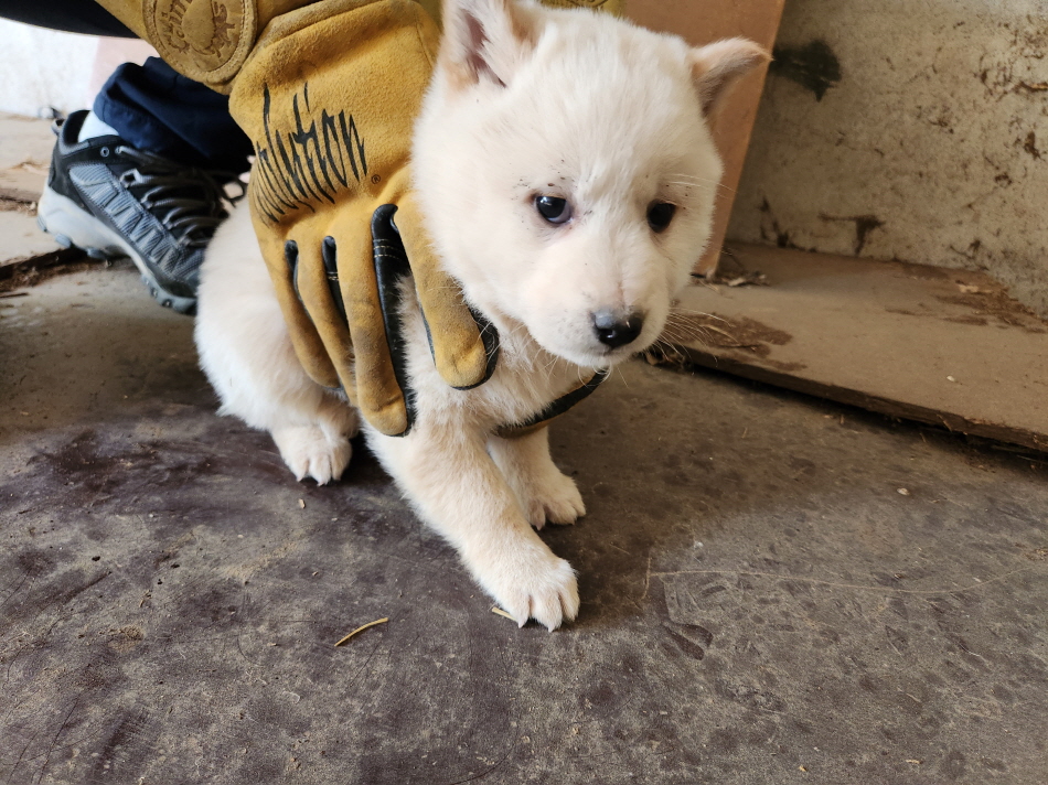 해남유기동물보호센터_446493202300061