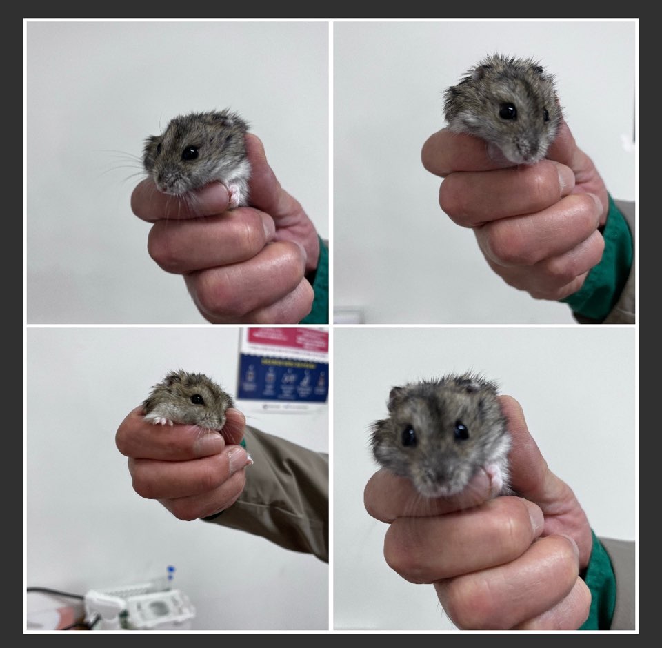 천안시유기동물보호소_444449202300789