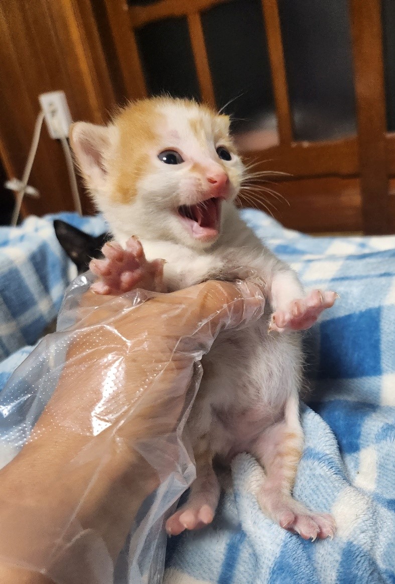 울산유기동물보호센터_431369202300226