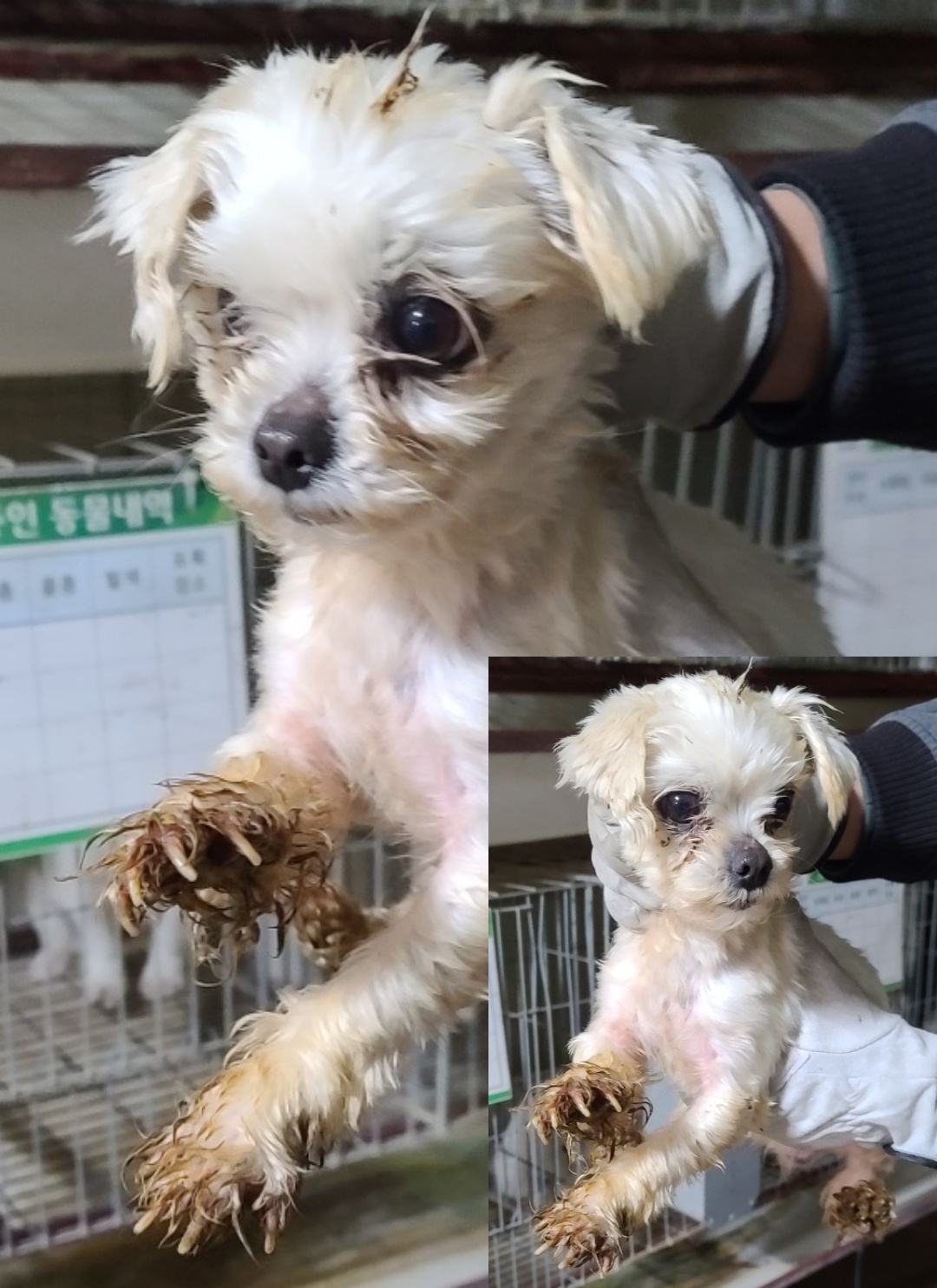 평택시유기동물보호소_441391202300912