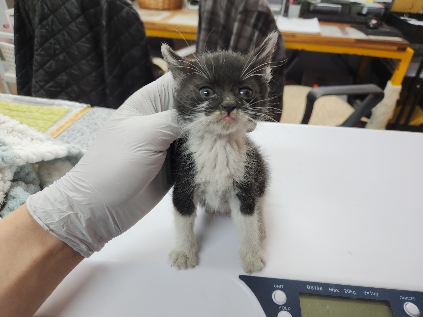 광주 동물보호소_429362202300191