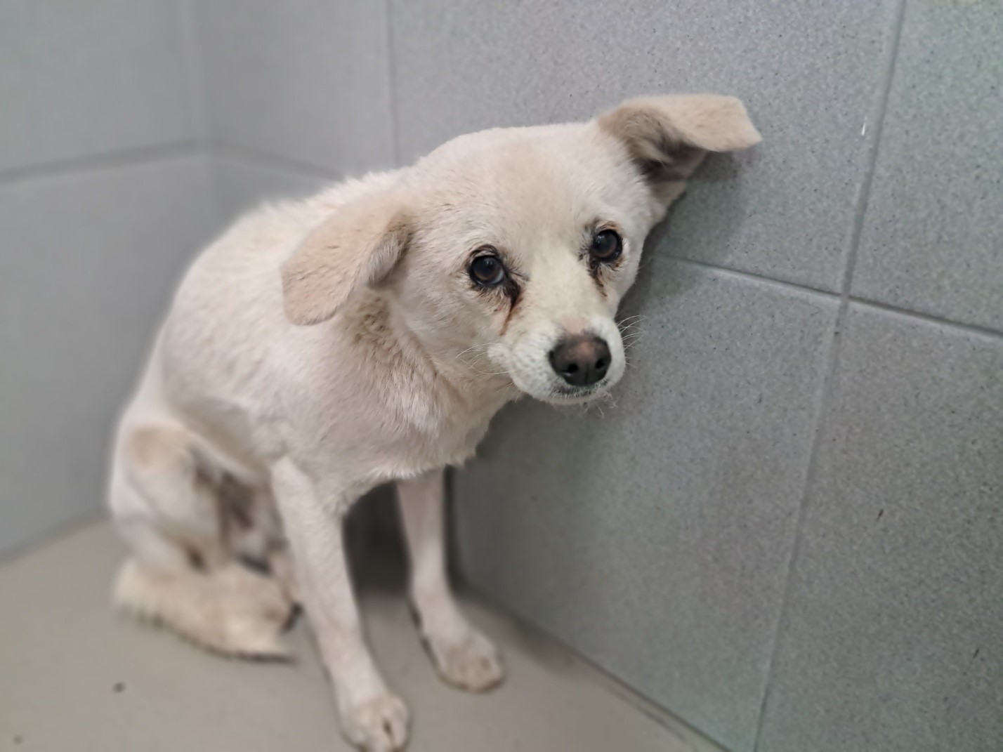 영양군유기동물보호소_447517202300029