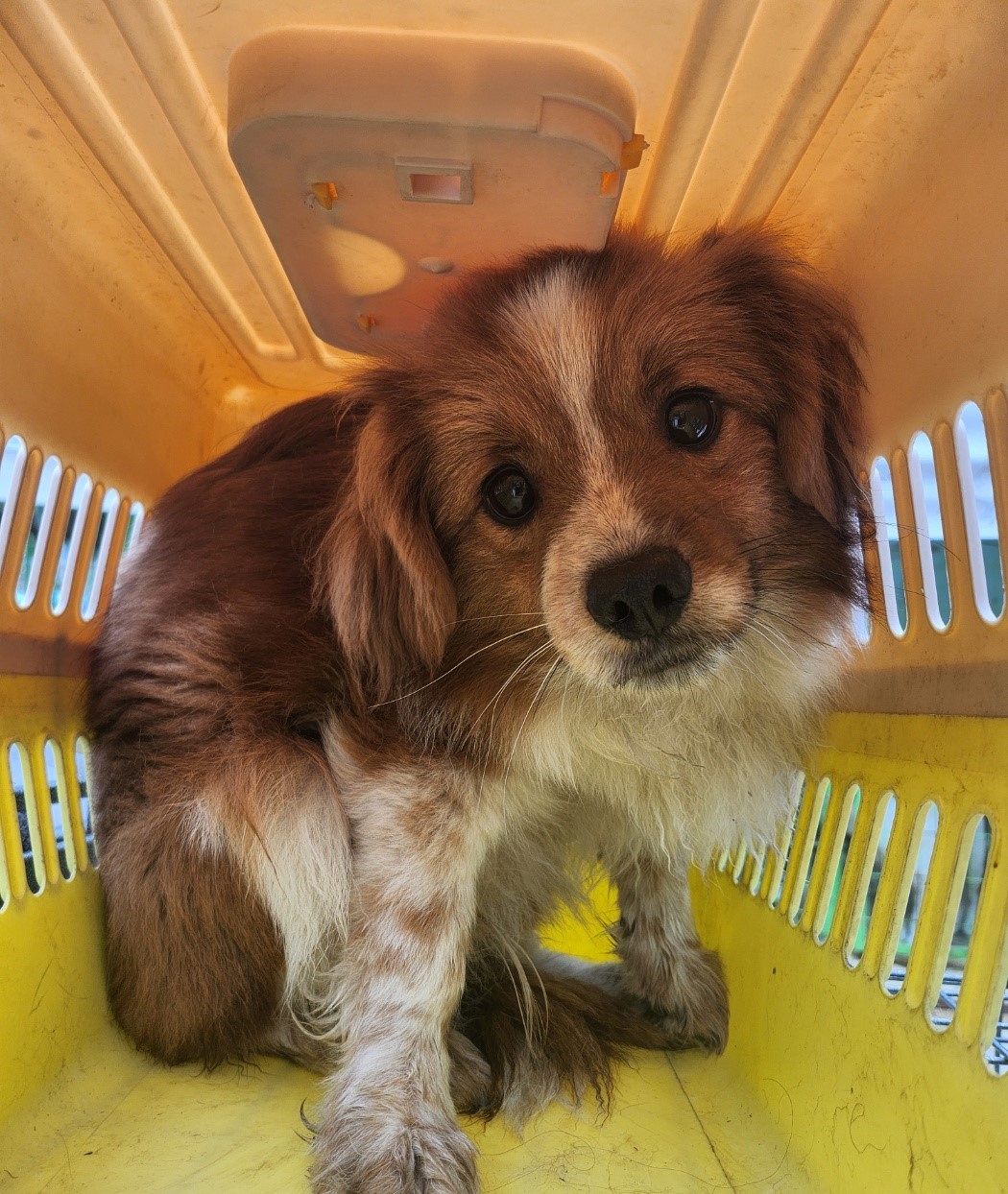 울산유기동물보호센터_431369202300230