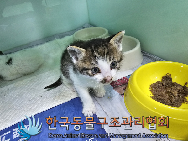 한국동물구조관리협회_411315202300273