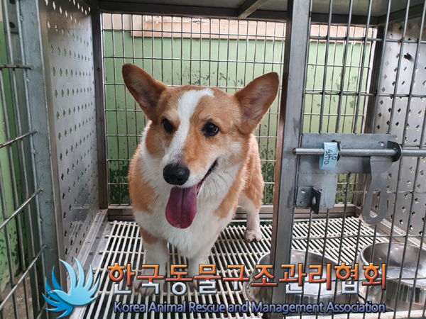 한국동물구조관리협회_411306202300258