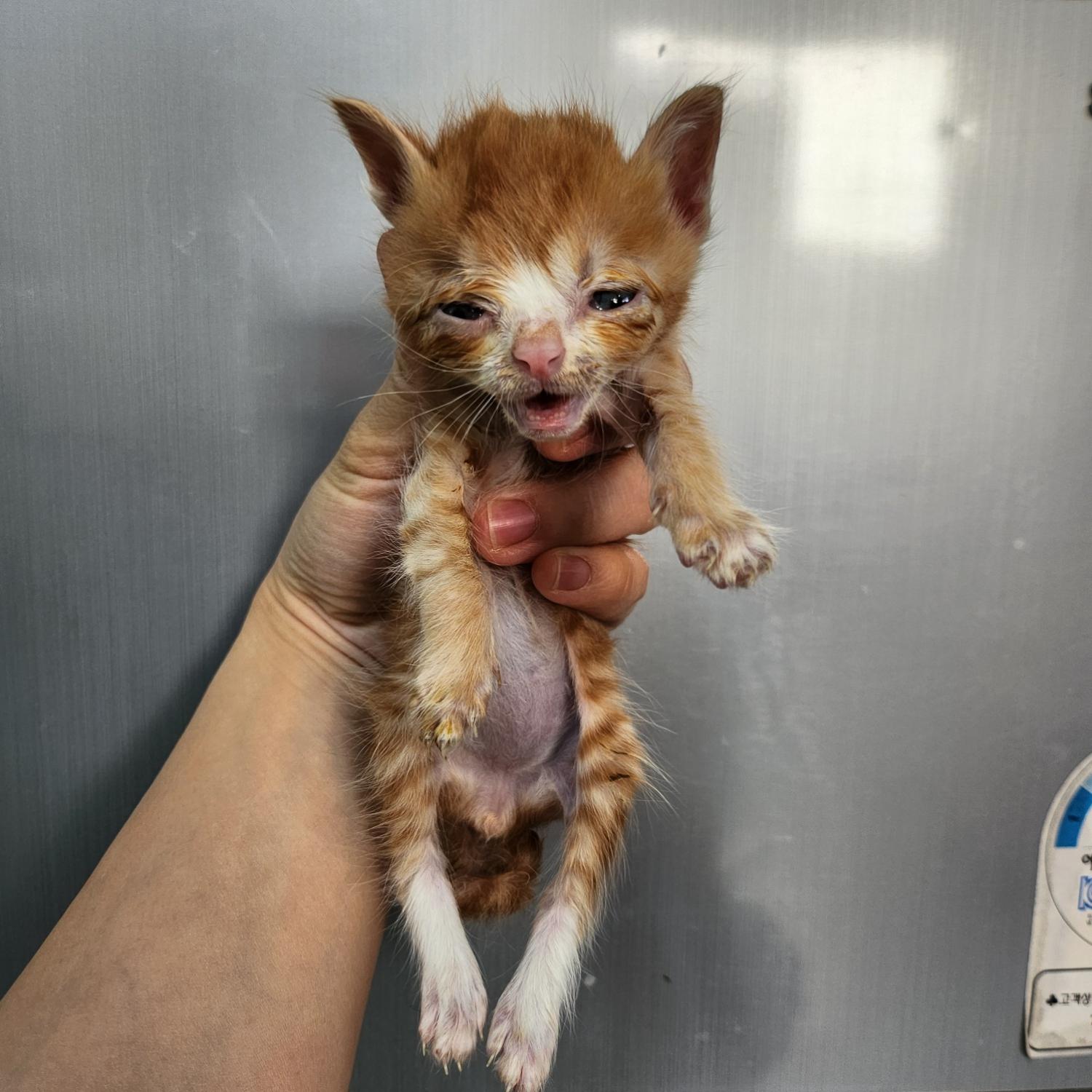 보호중 한국 고양이…