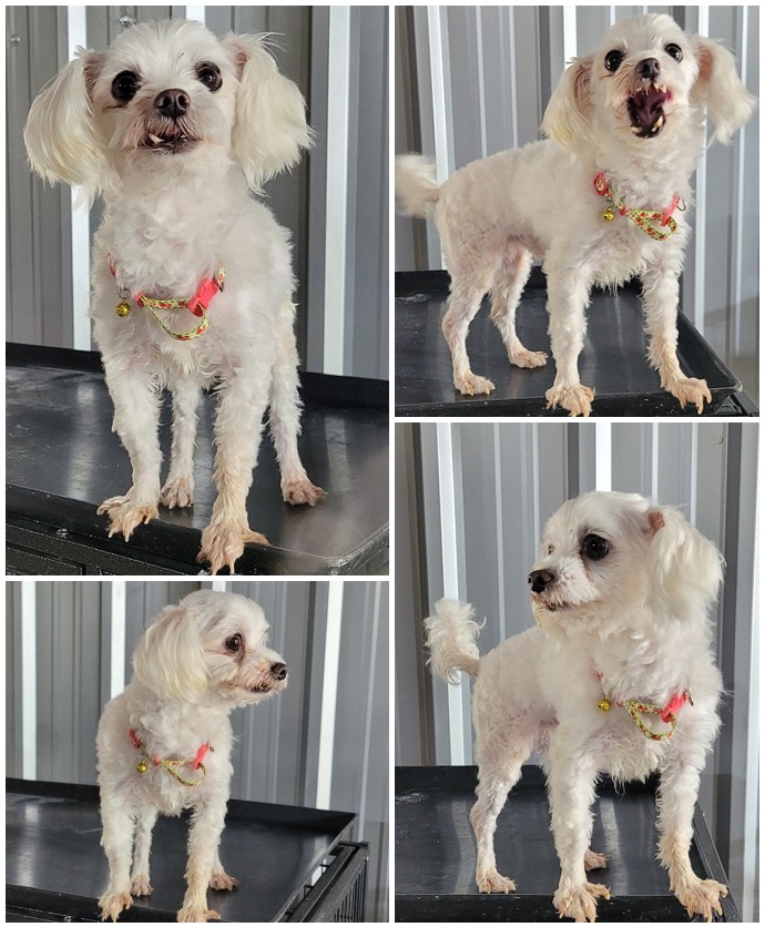 무안군유기동물보호소_446495202300083