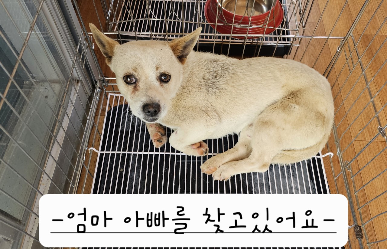 보호중 믹스견의 가…