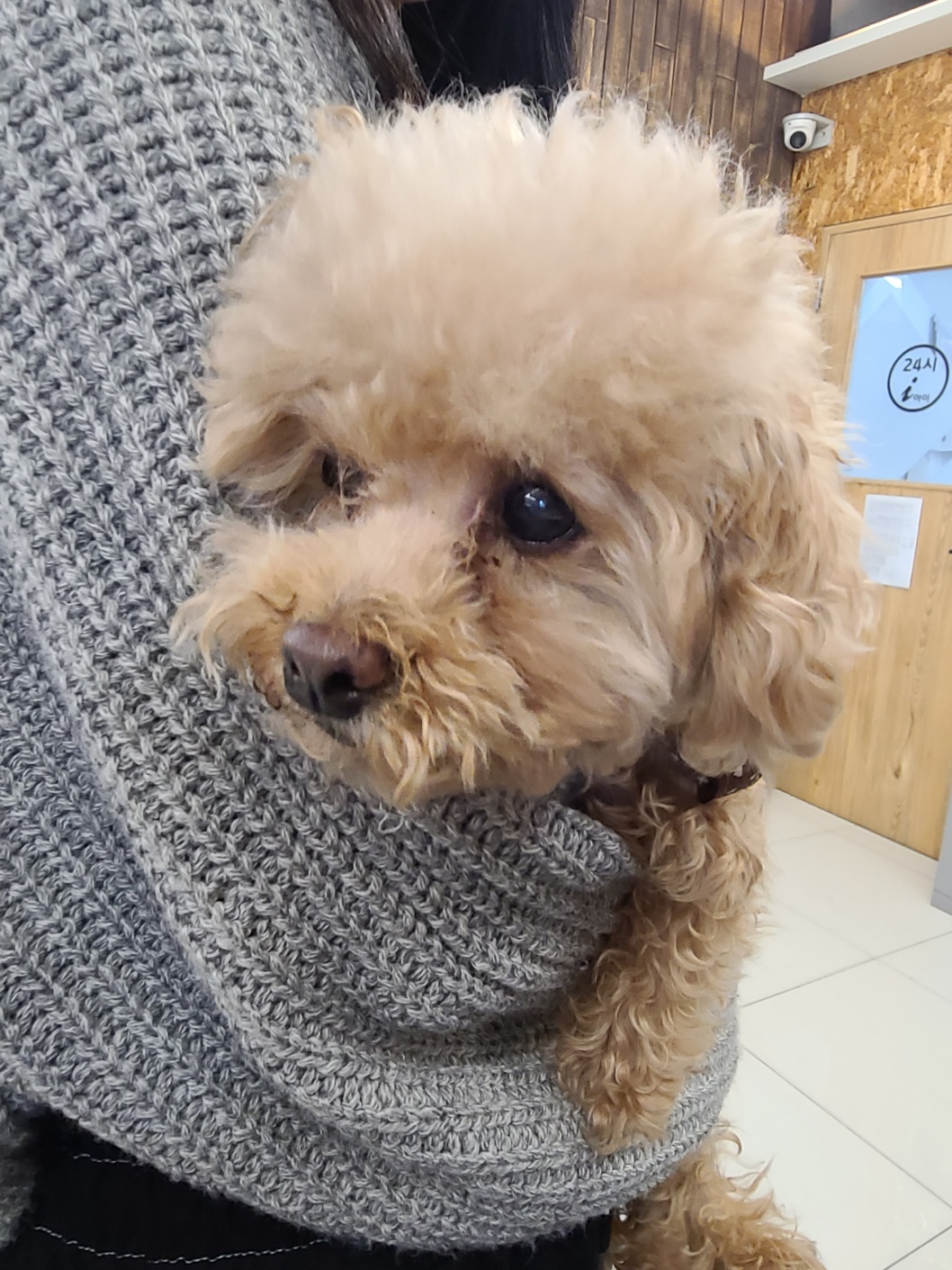 24시아이동물메디컬_441386202300314