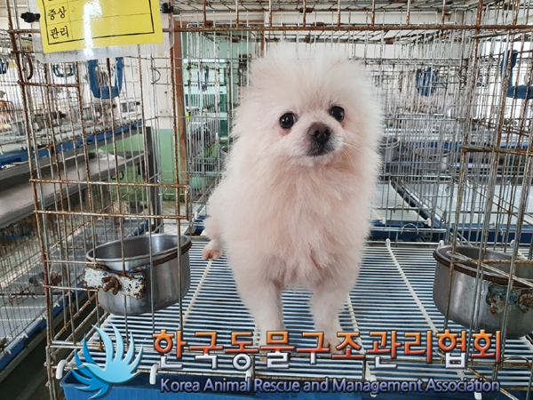 종료(입양) 포메라…