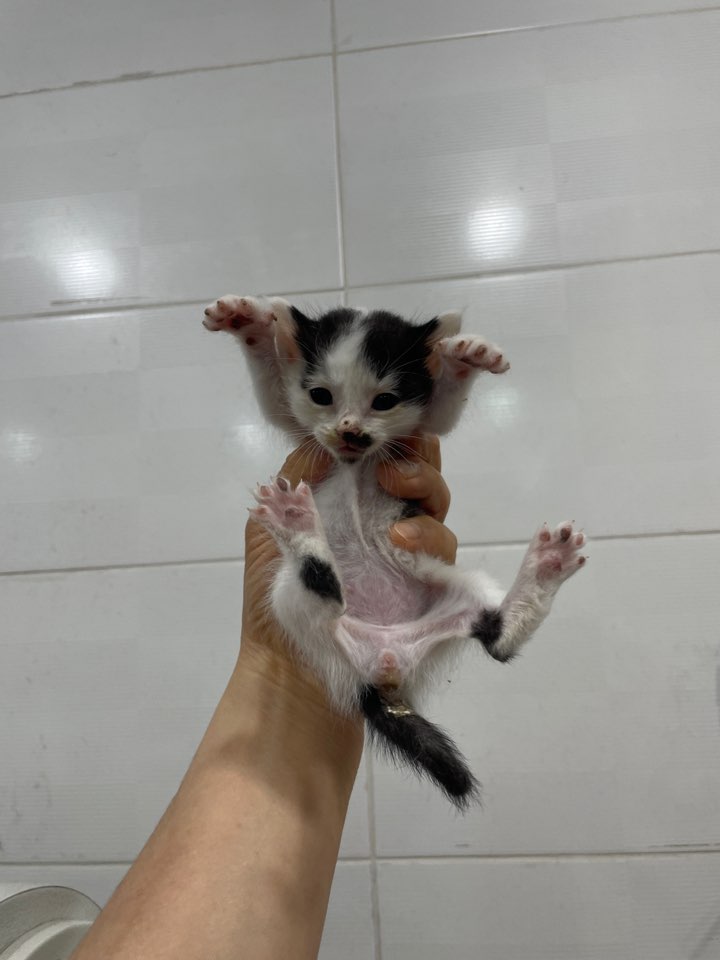 제니스동물병원_427346202300304