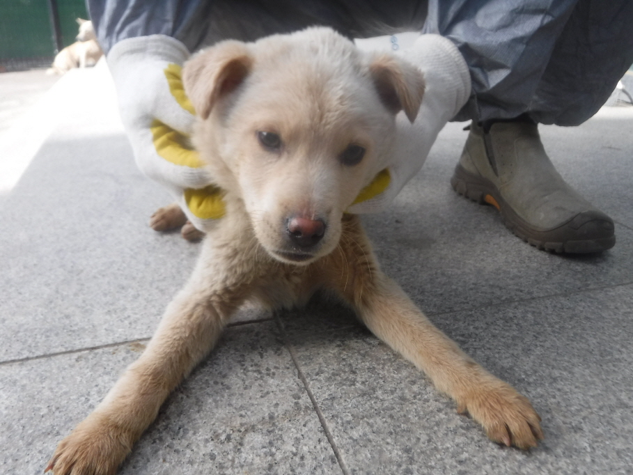 제주 동물보호센터_450650202301234