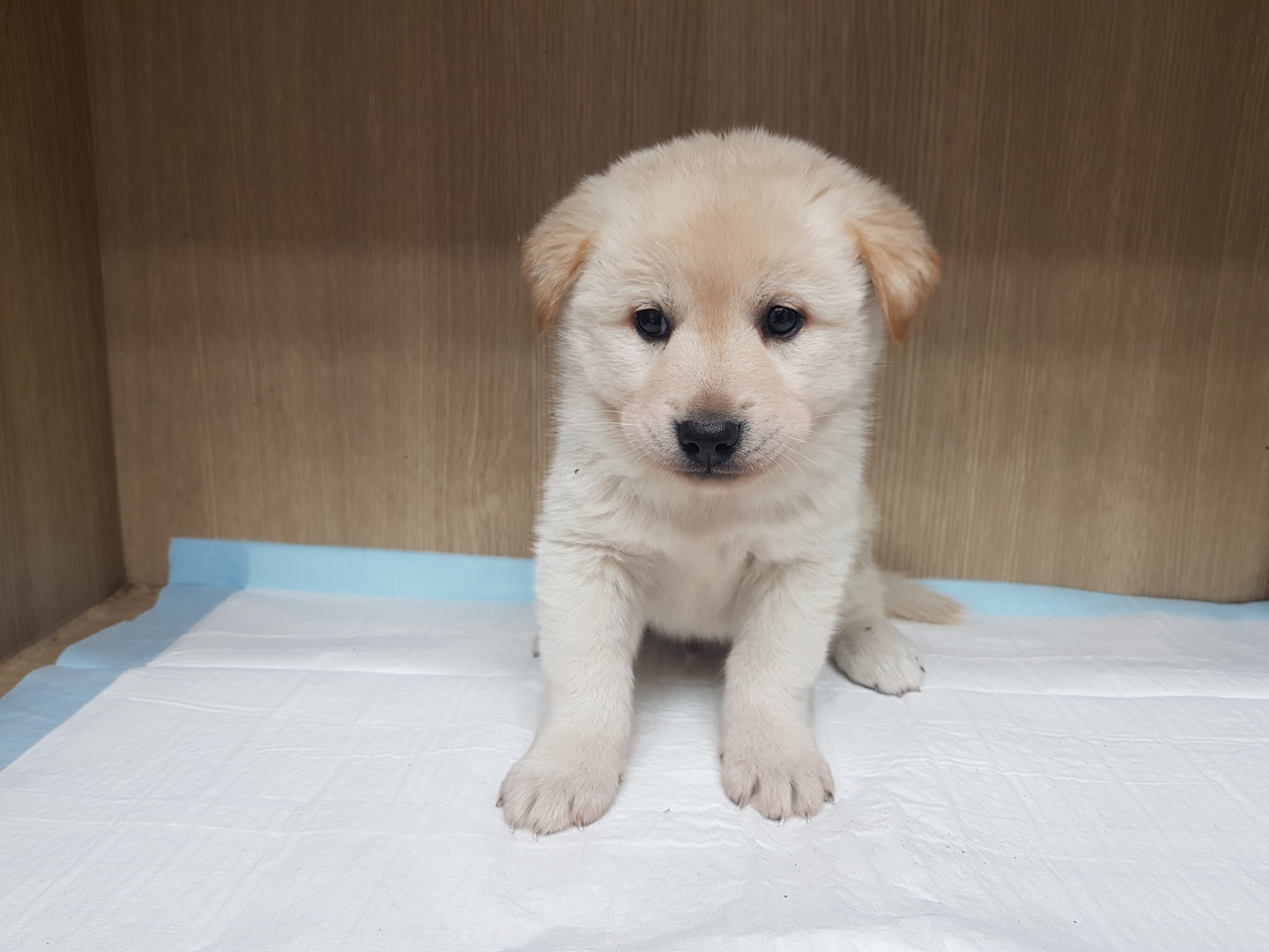광주TNR동물병원송정_441554202300478