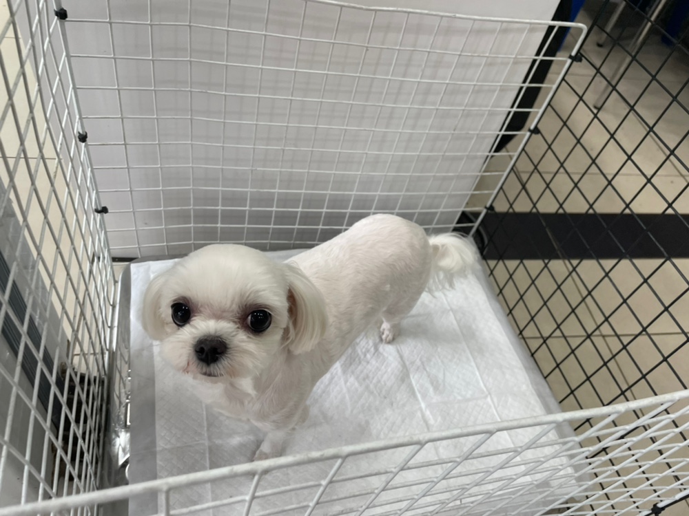 가정동물병원_428356202300555