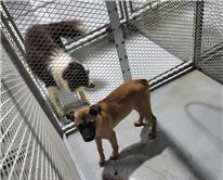 (사)하얀비둘기_426336202300100